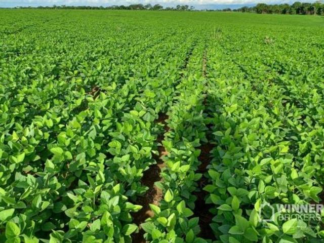 Sítio e chácara venda em Região Geográfica Imediata de Água Boa, Água Boa