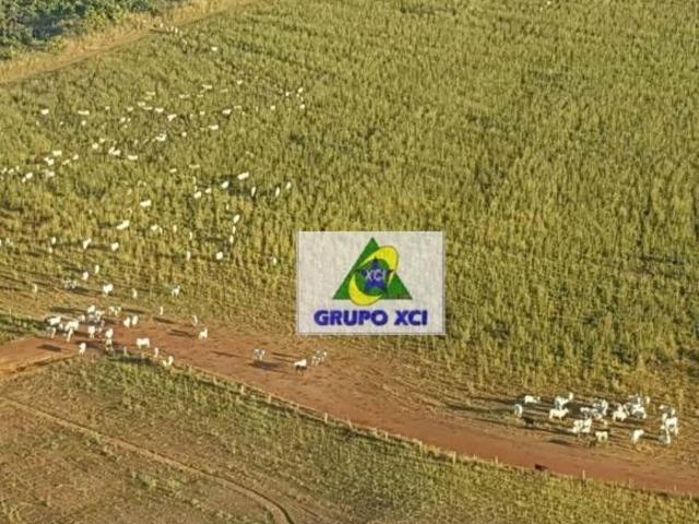 Sítio e chácara venda em Região Geográfica Imediata de Água Boa, Canarana