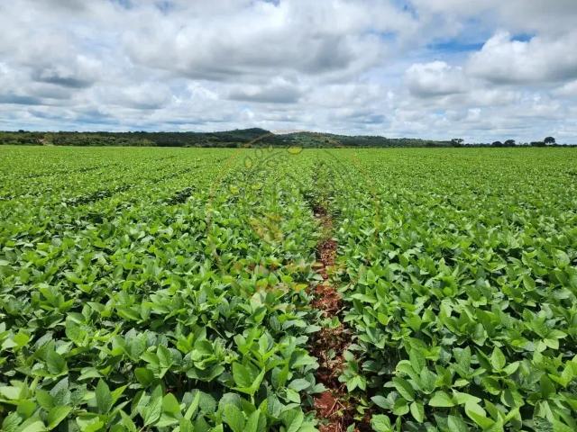 Fazenda venda em Região Geográfica Imediata de Água Boa, Água Boa