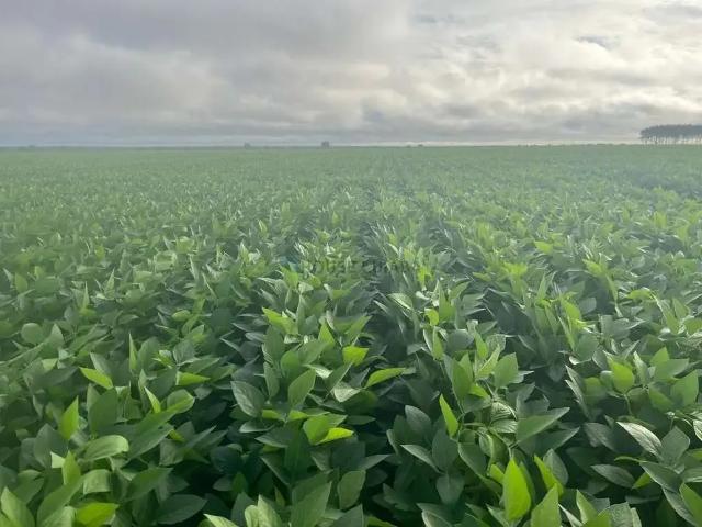 Fazenda venda em Região Geográfica Imediata de Água Boa, Água Boa