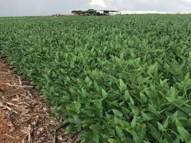 Fazenda venda em Região Geográfica Imediata do Distrito Federal, Região Integrada de Desenvolvimento do Distrito Federal e Entorno