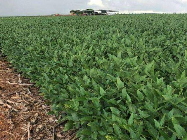 Fazenda venda em Plano Piloto, Região Geográfica Intermediária do Distrito Federal