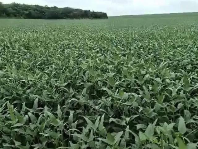 Fazenda venda em Região Geográfica Imediata de Água Boa, Água Boa