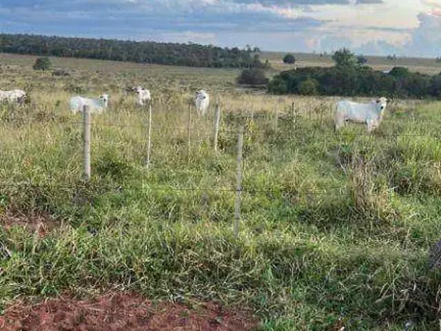Fazenda venda em Região Geográfica Imediata de Três Lagoas, Água Clara