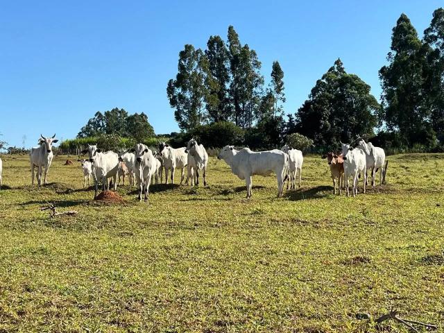 Fazenda venda em Região Geográfica Imediata de Flores de Goiás, Região Integrada de Desenvolvimento do Distrito Federal e Entorno
