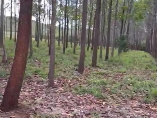 Fazenda venda em Região Geográfica Imediata de Flores de Goiás, Região Integrada de Desenvolvimento do Distrito Federal e Entorno