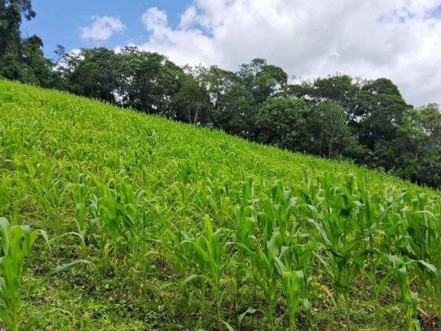 Fazenda venda em Teresópolis