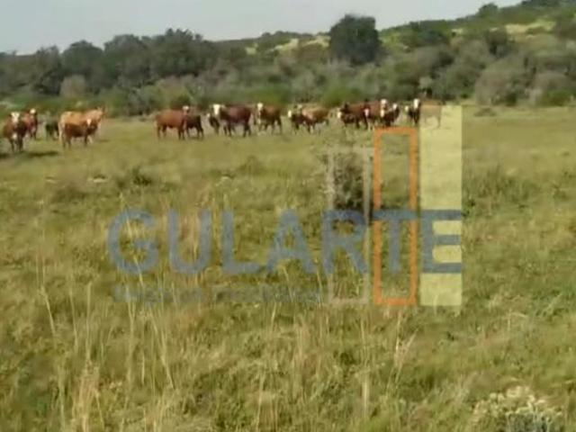 Sítio e chácara venda em Região Geográfica Imediata de Uruguaiana, Alegrete