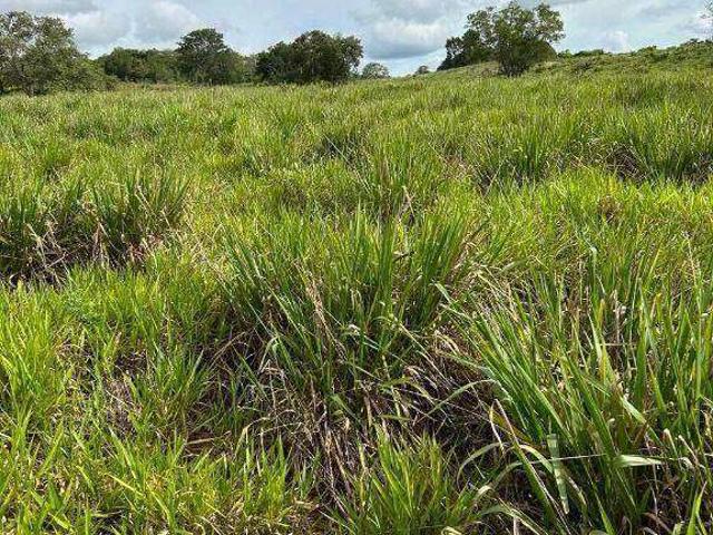 Fazenda venda em Alto Araguaia, Região Geográfica Intermediária de Rondonópolis