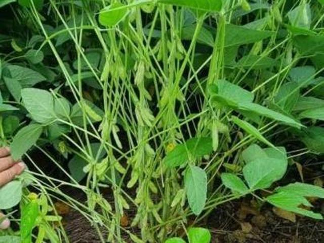 Sítio e chácara venda em Região Geográfica Imediata de Confresa - Vila Rica, Alto Boa Vista