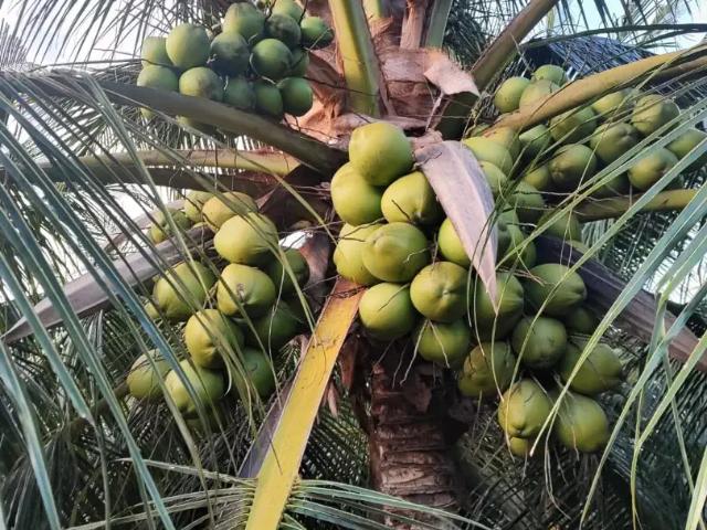Fazenda venda em Região Geográfica Imediata de Açu, Alto do Rodrigues