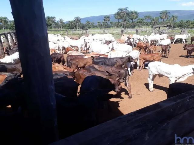 Fazenda venda em Região Geográfica Imediata de Flores de Goiás, Alto Paraíso de Goiás