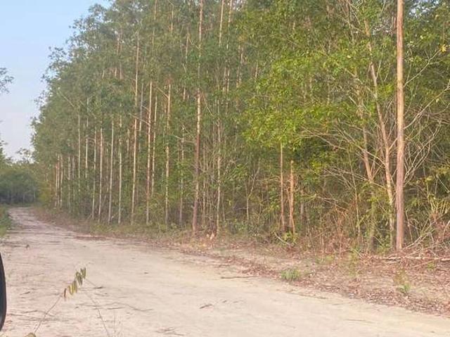 Fazenda venda em Região Geográfica Imediata de Chapadinha, Anapurus