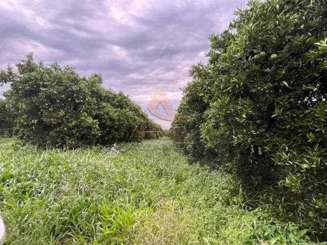 Fazenda venda em Região Imediata de Itapetininga, Angatuba