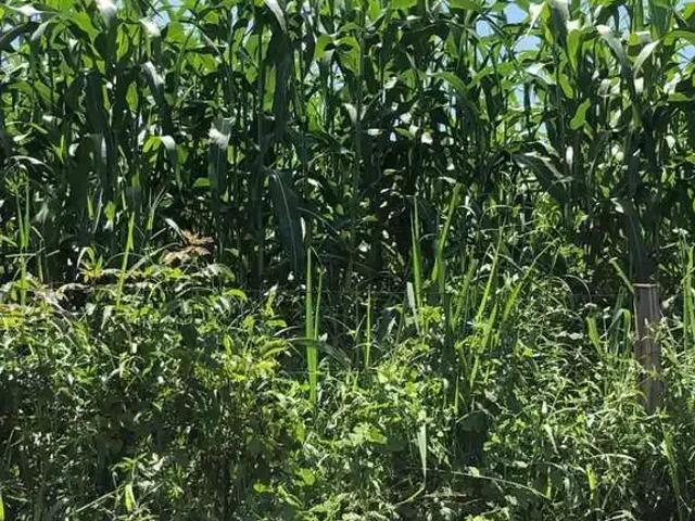 Fazenda venda em Região Geográfica Imediata de Goiânia, Aparecida de Goiânia