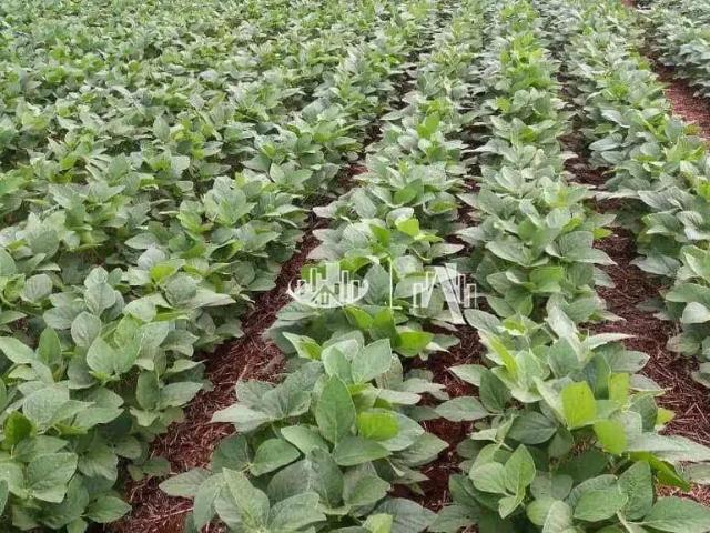 Fazenda venda em Região Geográfica Imediata de Apucarana, Apucarana