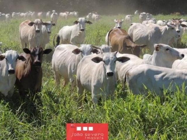 Sítio e chácara venda em Região Geográfica Imediata de Aquidauana - Anastácio, Aquidauana
