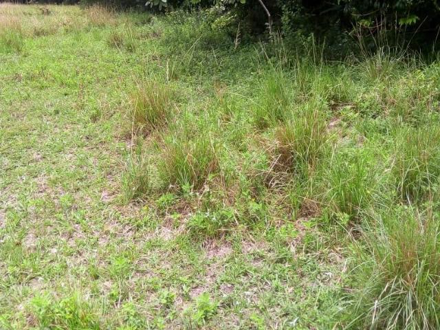 Fazenda venda em Araçás