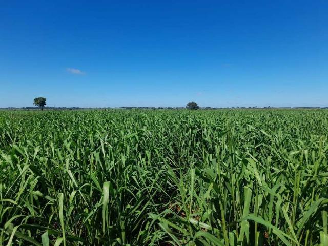 Fazenda venda em Região Imediata de Araçatuba, Araçatuba