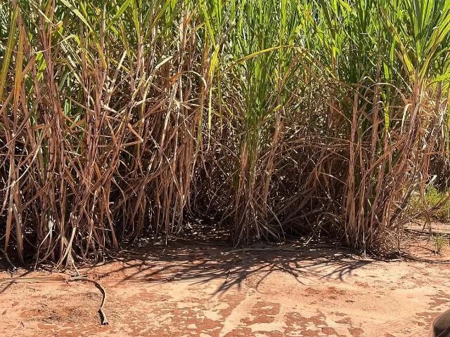 Fazenda venda em Região Imediata de Araçatuba, Araçatuba
