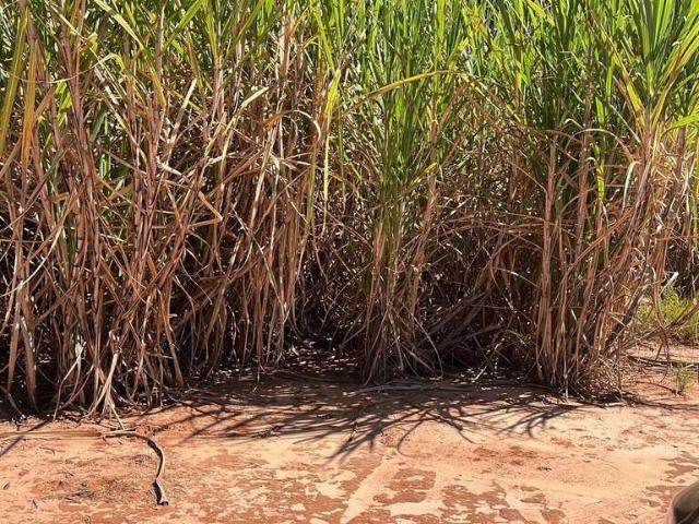 Fazenda venda em Região Imediata de Araçatuba, Araçatuba