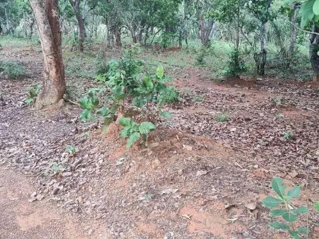 Fazenda venda em Região Geográfica Imediata de Paraíso do Tocantins, Araguacema