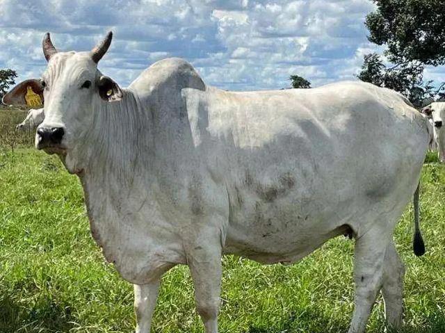 Fazenda venda em Região Geográfica Imediata de Barra do Garças, Araguaiana