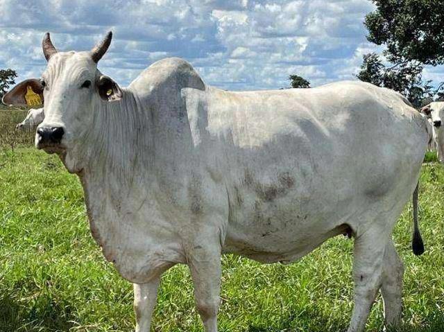 Fazenda venda em Araguaiana, Região Geográfica Intermediária de Barra do Garças