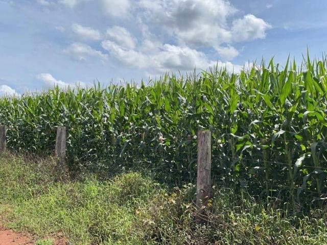 Fazenda venda em Araguaína, Região Geográfica Intermediária de Araguaína
