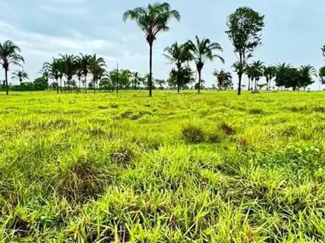Fazenda venda em Região Geográfica Imediata de Araguaína, Araguaína