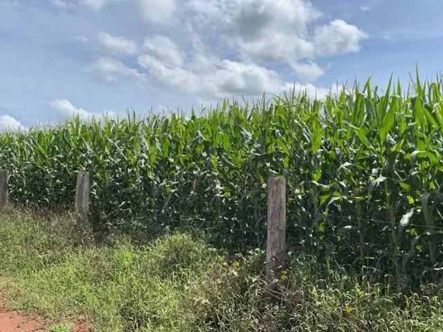 Fazenda venda em Região Geográfica Imediata de Araguaína, Araguaína