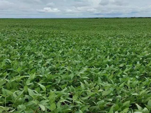 Fazenda venda em Região Geográfica Imediata de Araguaína, Araguaína