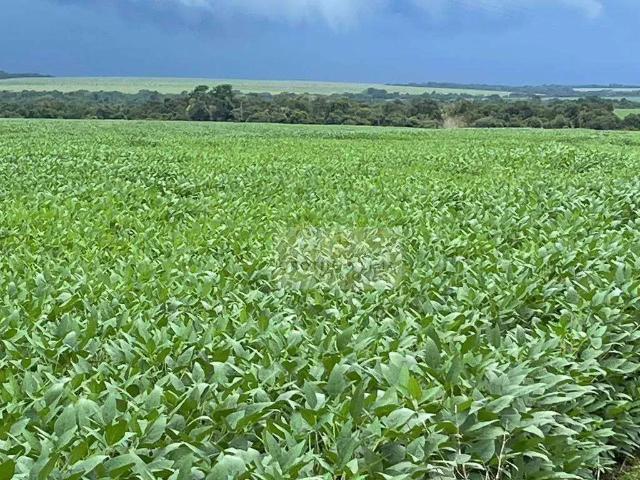 Fazenda venda em Região Geográfica Imediata de Araguaína, Araguaína