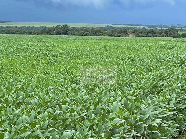 Fazenda venda em Araguaína, Região Geográfica Intermediária de Araguaína