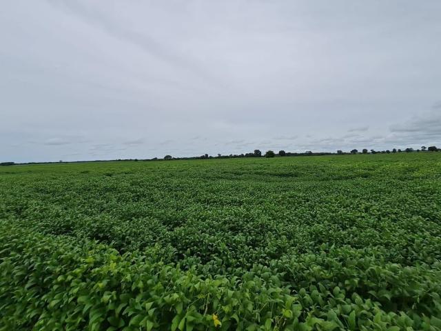 Fazenda venda em Araguapaz, Região Geográfica Intermediária de Goiânia