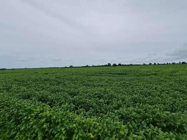 Fazenda venda em Região Geográfica Imediata de Goiás - Itapuranga, Araguapaz