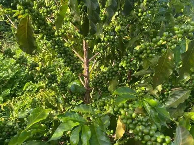 Fazenda venda em Região Geográfica Imediata de Confresa - Vila Rica, Santa Terezinha