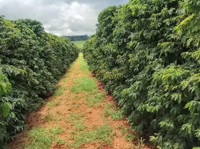 Fazenda venda em Região Geográfica Imediata de Uberlândia, Araguari
