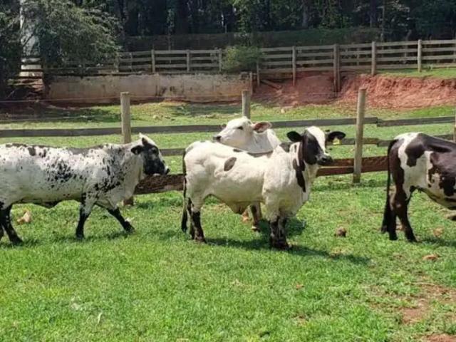 Fazenda venda em Região Imediata de São José do Rio Preto, Região Metropolitana de São José do Rio Preto