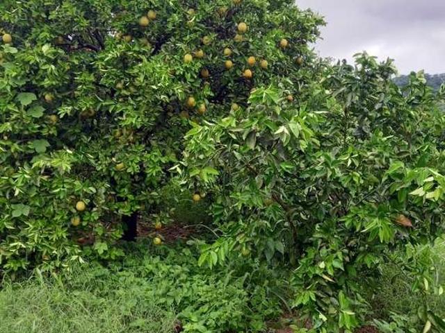 Fazenda venda em Região Imediata de Araraquara, Araraquara