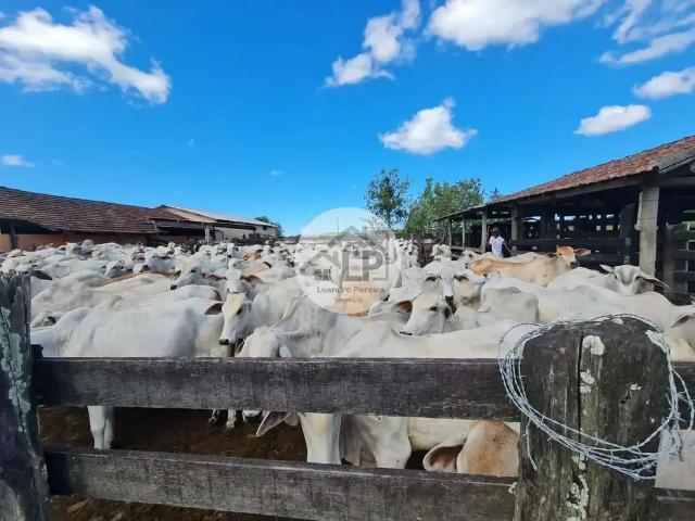 Fazenda venda em Região Geográfica Imediata de Cabo Frio, Araruama