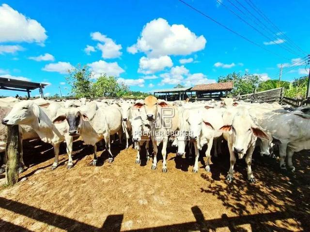 Fazenda venda em Região Geográfica Imediata de Cabo Frio, Araruama