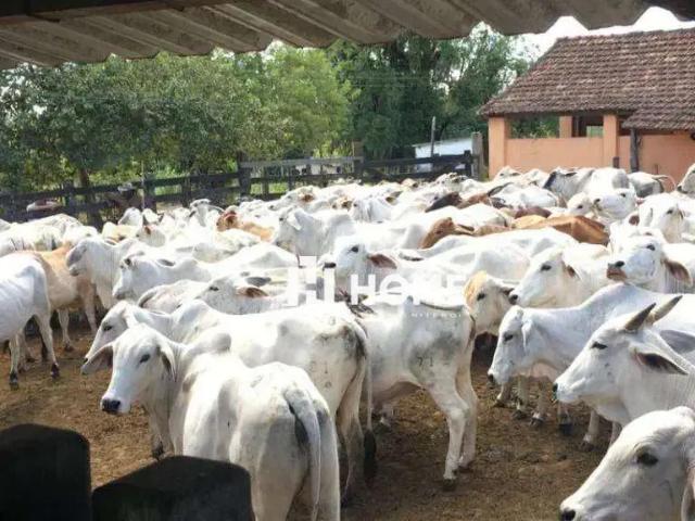 Fazenda venda em Região Geográfica Imediata de São Miguel do Oeste, São Miguel d'Oeste