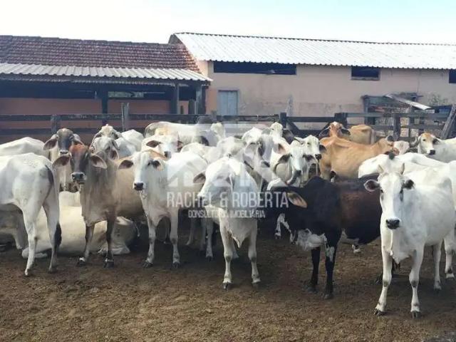 Fazenda venda em Região Geográfica Imediata de Cabo Frio, Araruama