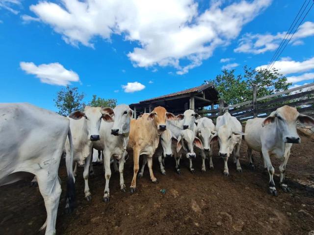 Fazenda venda em Araruama