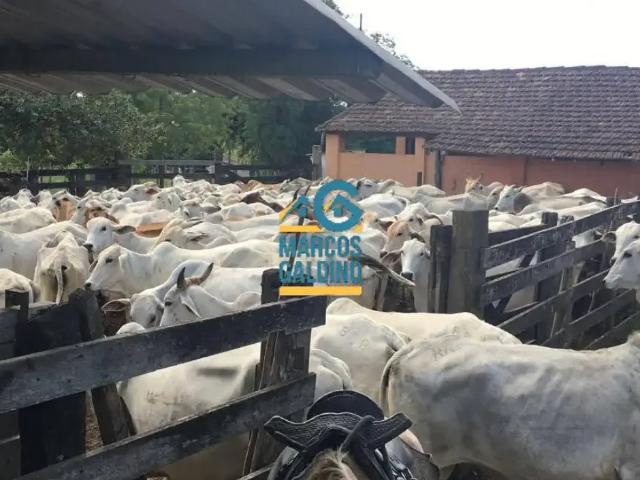 Fazenda venda em Região Geográfica Imediata de Cabo Frio, Araruama