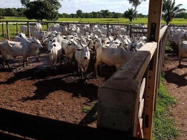 Sítio e chácara venda em Região Geográfica Imediata de Goiás - Itapuranga, Britânia