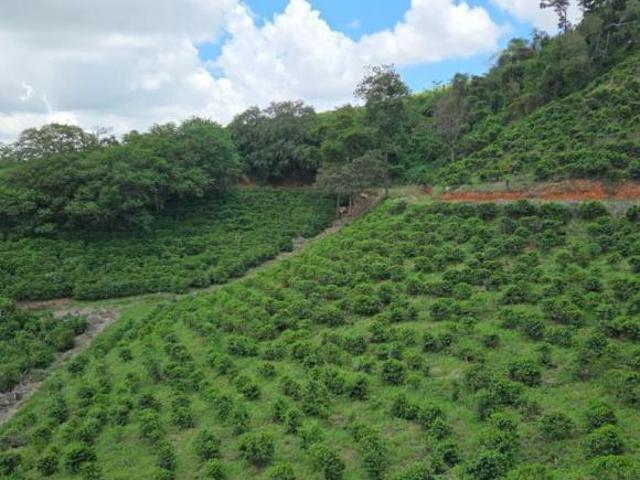 Sítio e chácara venda em Região Imediata de São José do Rio Pardo-Mococa, Caconde