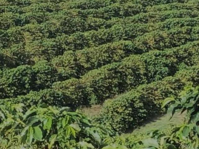 Sítio e chácara venda em Região Imediata de São José do Rio Pardo-Mococa, Caconde