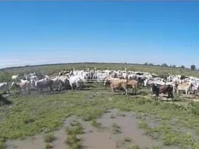 Sítio e chácara venda em Jardim das Nações, Foz do Iguaçu
